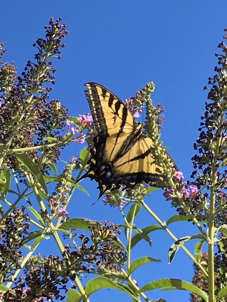 tigerswallowtail in the butterfly bush