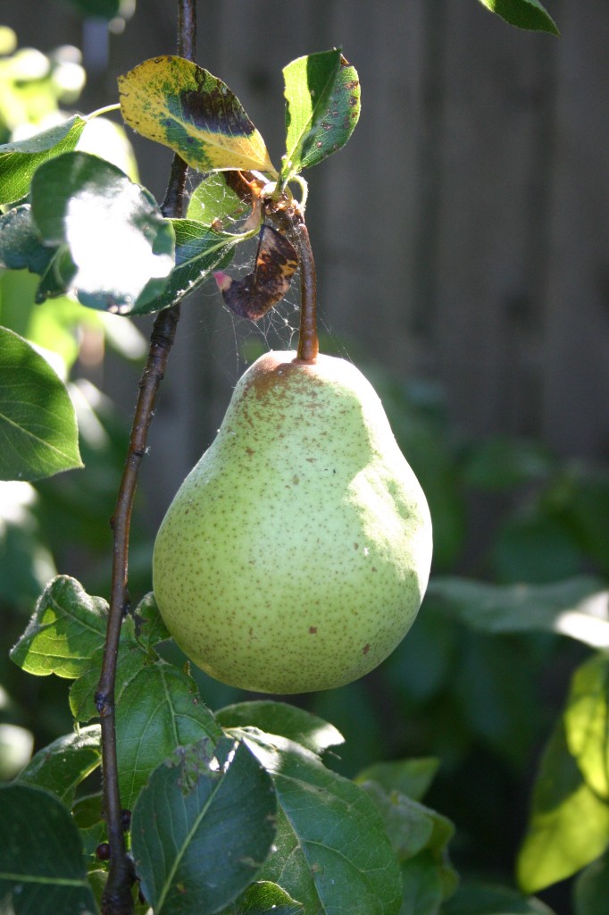Garden pear august 2016 (2)