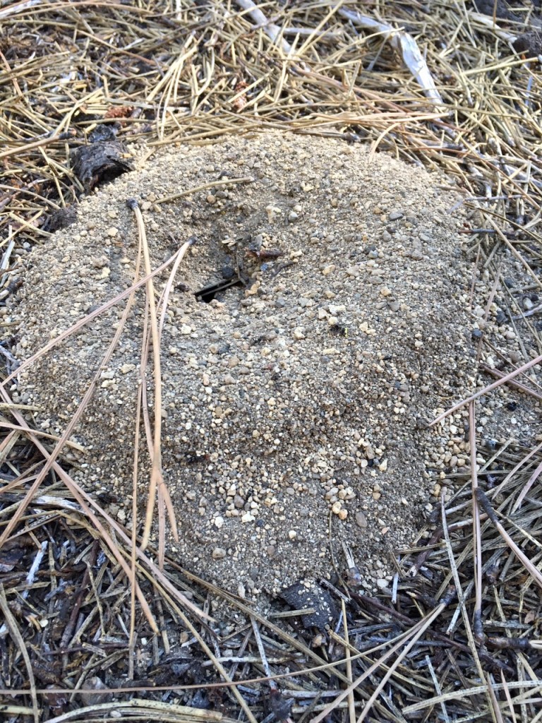 Ant hill in Oregon
