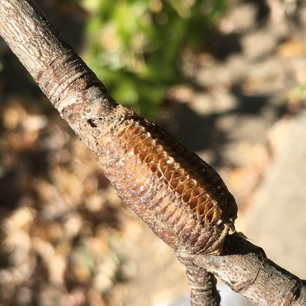Insect gall on maple