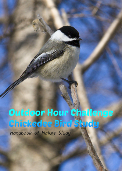 Outdoor Hour Challenge Chickadee Bird Study @handbookofnaturestudy