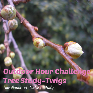 Outdoor Hour Challenge Tree Study Twigs