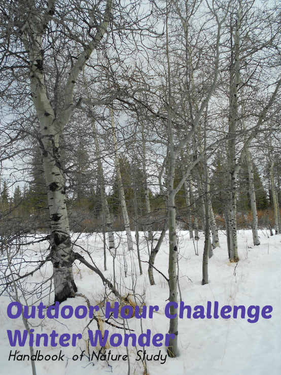 Outdoor Hour Challenge Winter Wonder @handbookofnaturestudy