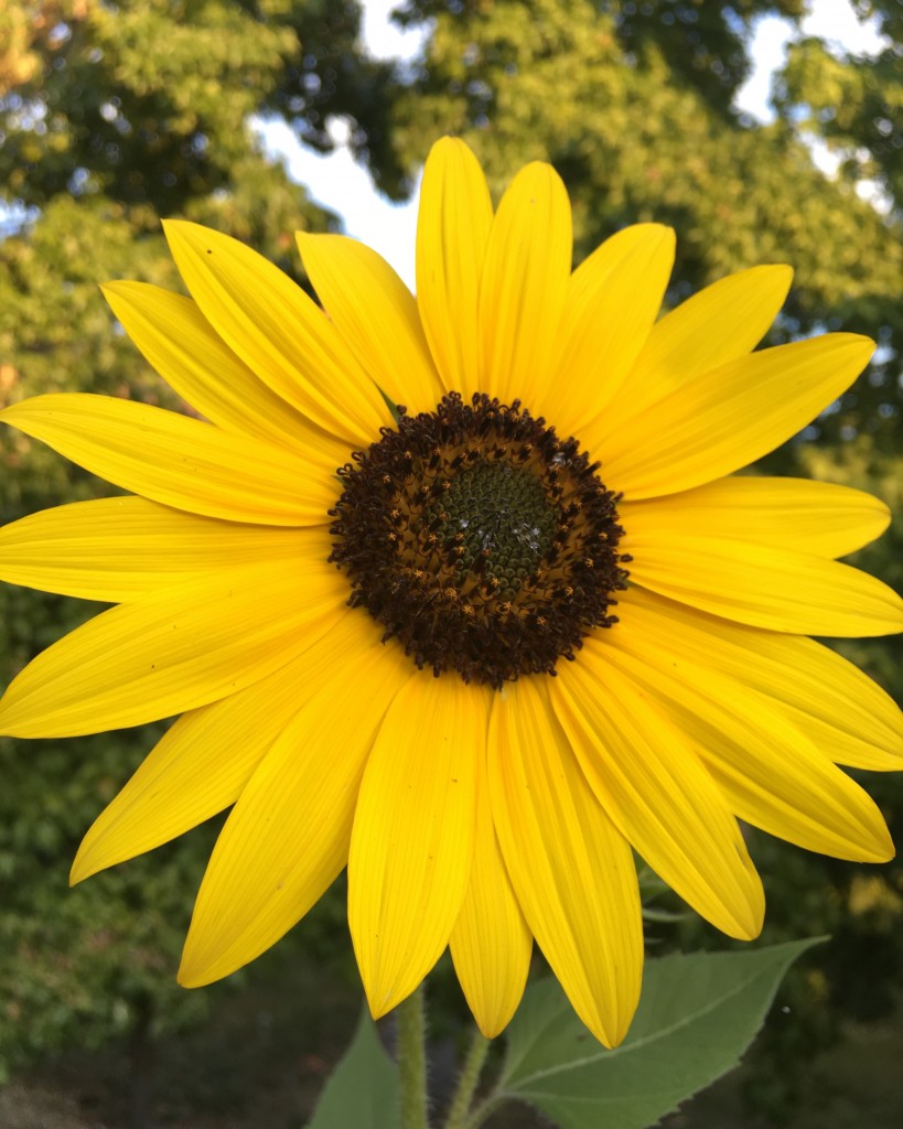 garden renees sunflower august 2016 (5)