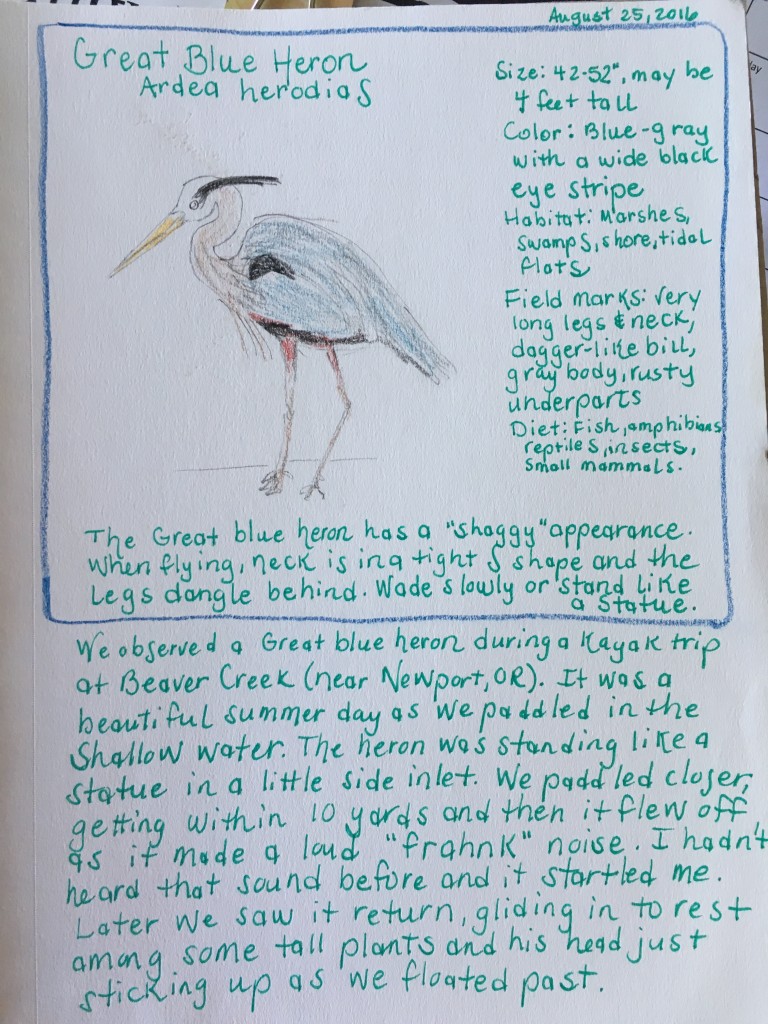 nature journal pages osprey and heron august 2016 (3)