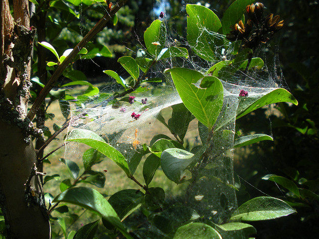 spider webs  (1)