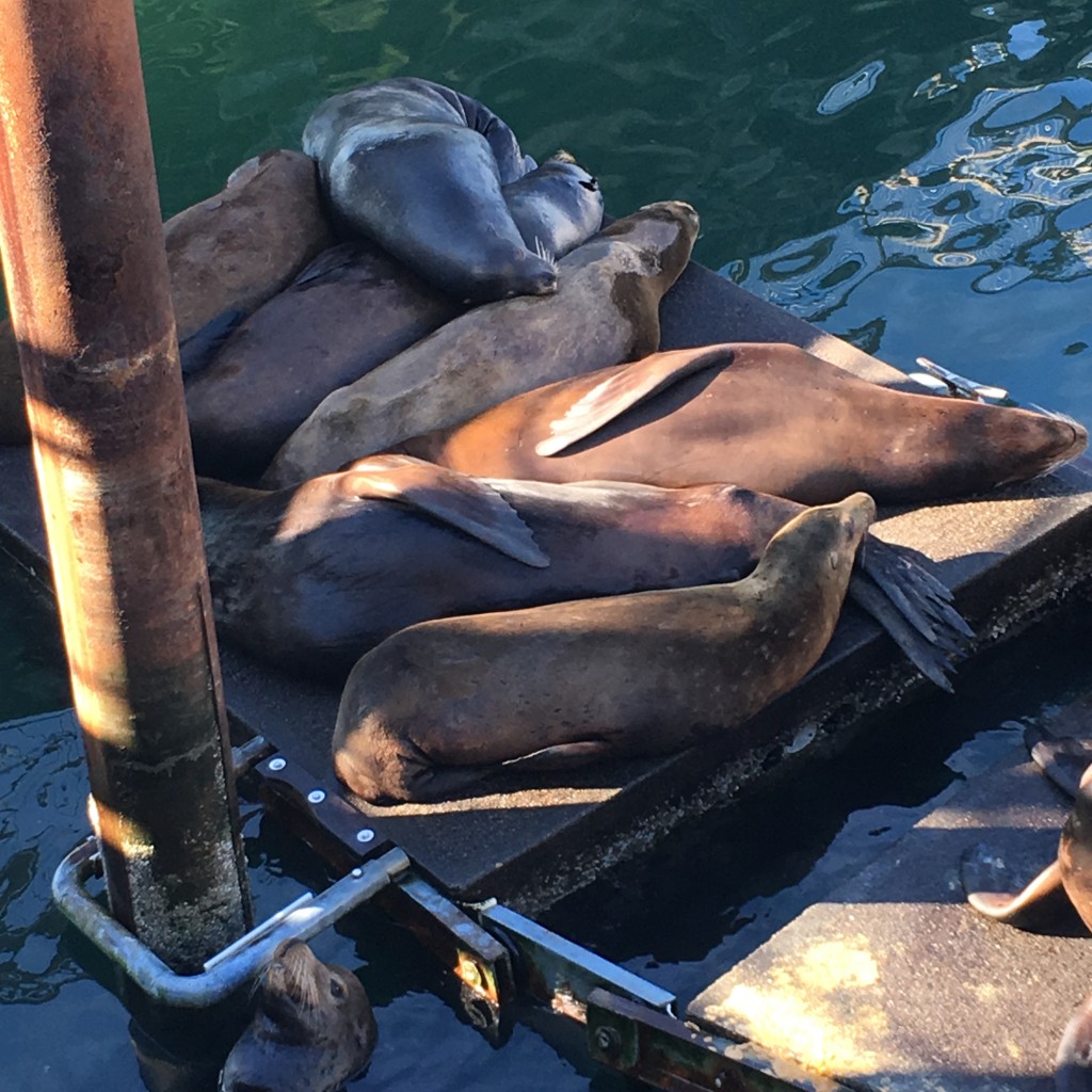 Newport Oregon august 2016 (24) sea lions