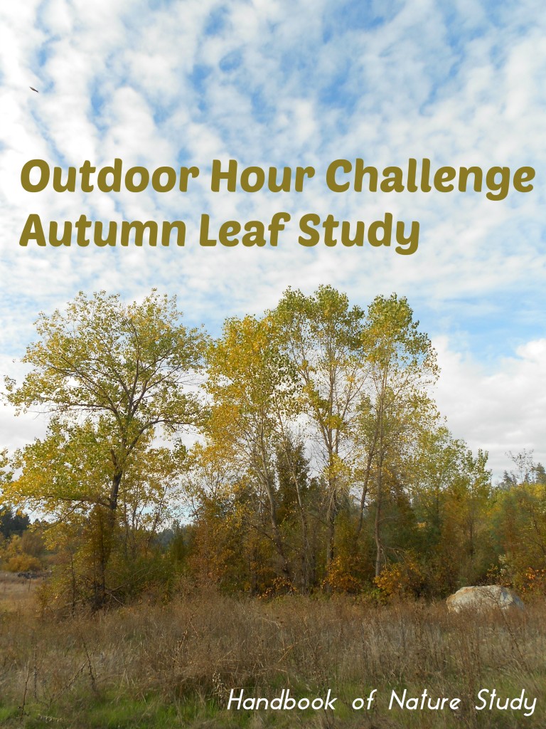 Outdoor Hour Challenge Autumn Leaf Study @handbookofnaturestudy