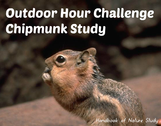 Outdoor Hour Challenge Chipmunk Study @handbookofnaturestudy
