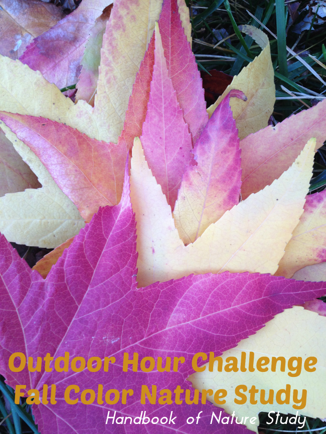 Outdoor Hour Challenge Fall Color Nature Study @handbookofnaturestudy
