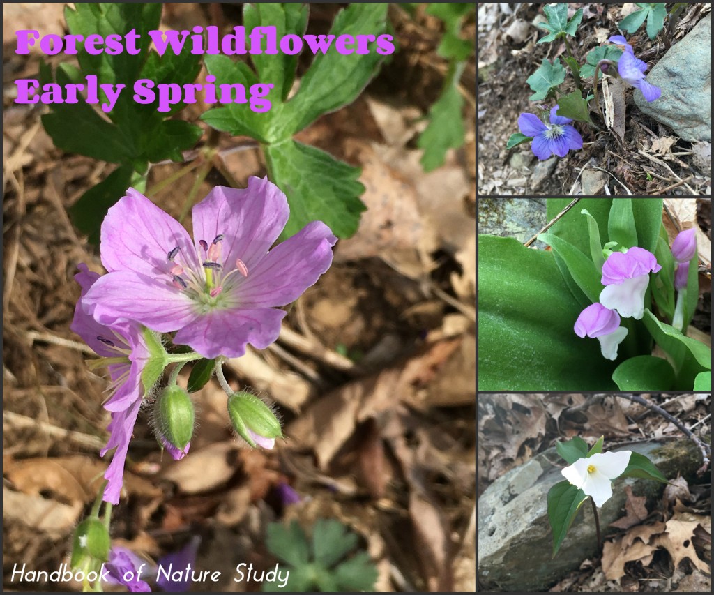 The Nature Handbook Forest Wildflowers @handbookofnaturestudy