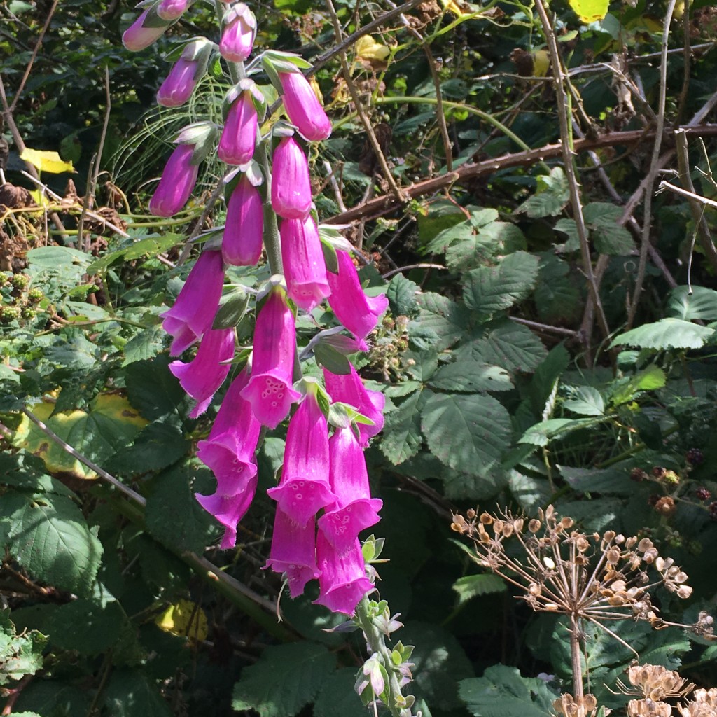 hecata head lighthouse oregon august 2016 (1) foxglove wildflower