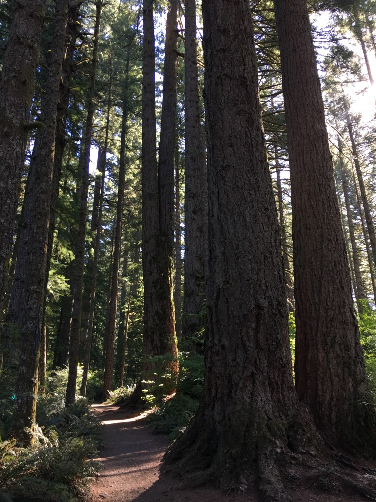 silver falls oregon august 2016 (29)