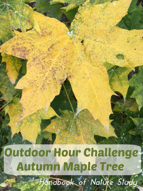 Outdoor Hour Challenge Autumn Maple Tree Study @handbookofnaturestudy
