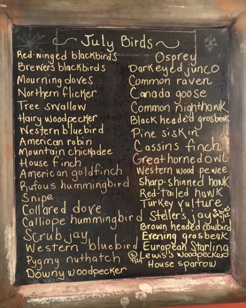 July 2021 birds list