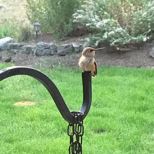 hummingbird feeder 2021