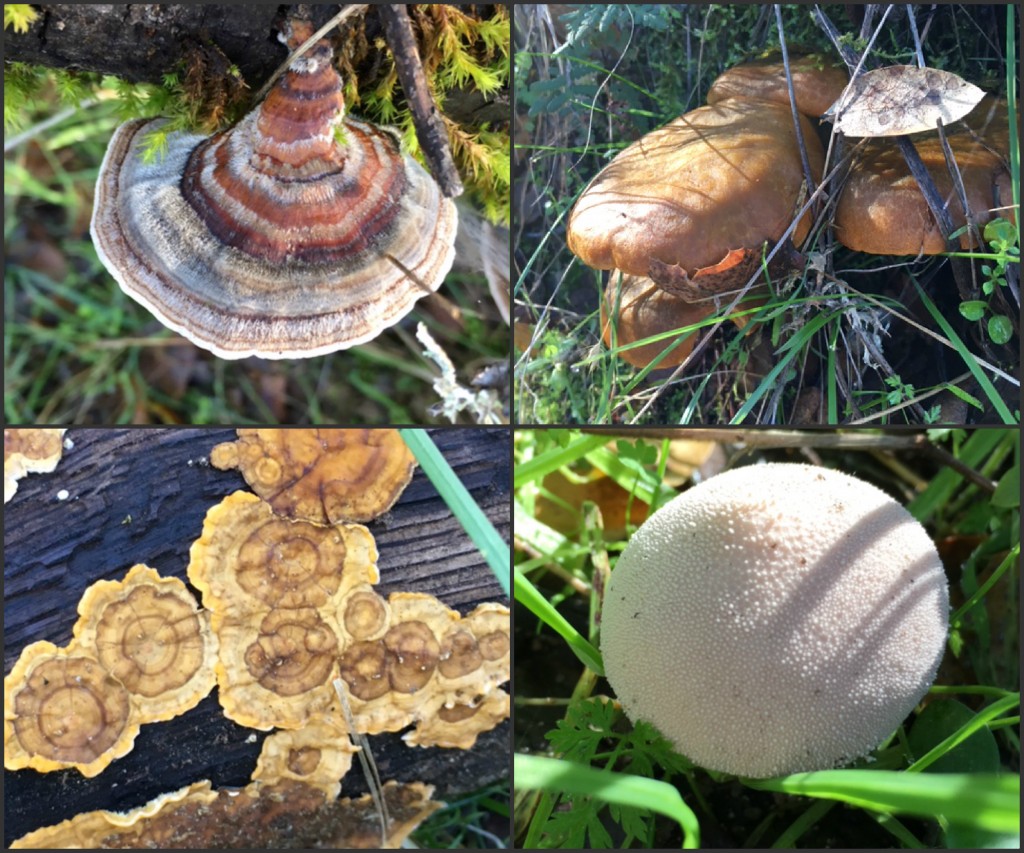 Fungi Hunt December 2016 collage 1