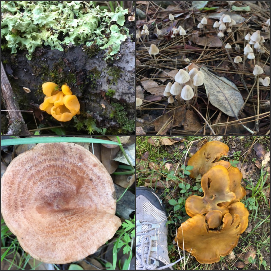 Fungi Hunt December 2016 collage 2