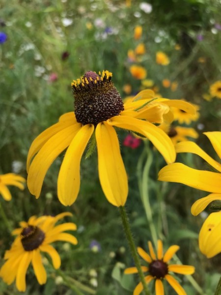 black eyed susan summer 2021