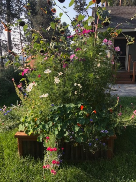 garden box sunflowers birds