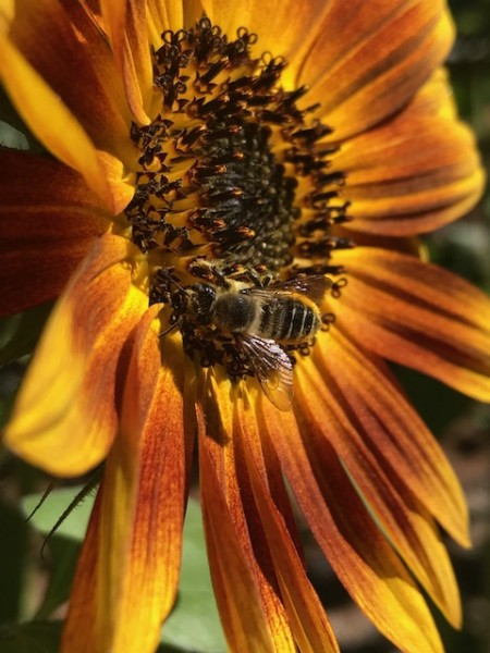 bee on sunflower 2021