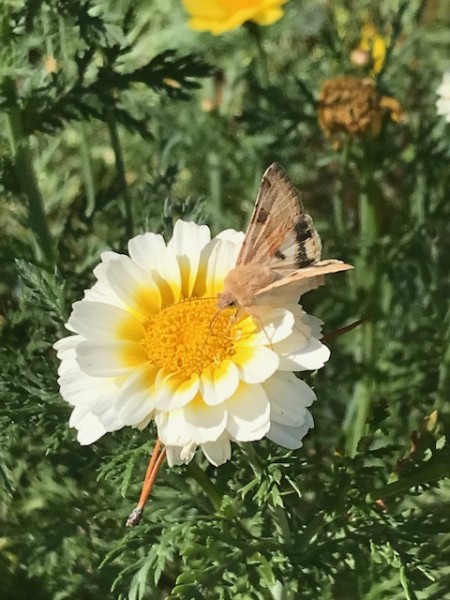 skipper on chrysanthemum