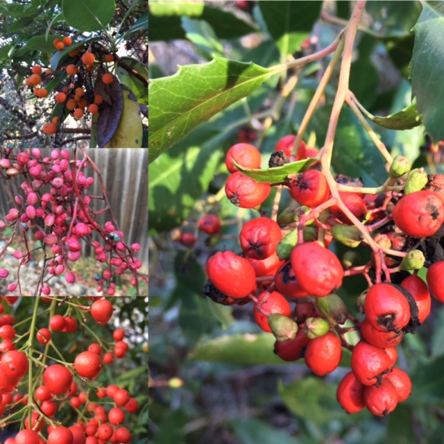 Winter Berries collage