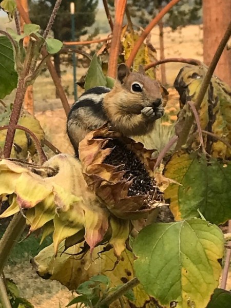 Sept 2021 squirrel frog finch journal (4)