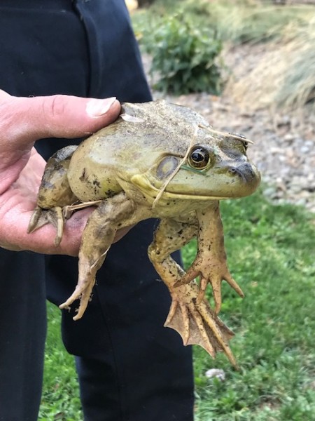 Sept 2021 squirrel frog finch journal (4)