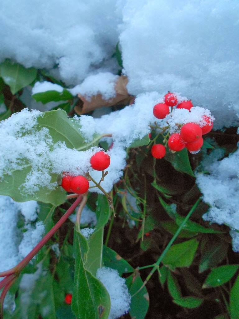 Snow and Winter Berries