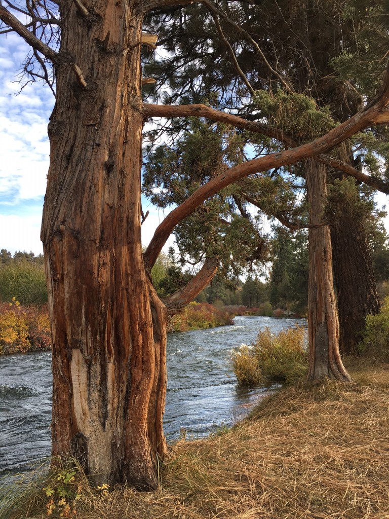 Tumalo State Park Oregon October 2016 (3)