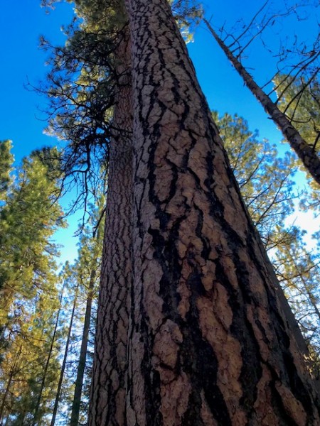 deschutes river nov 2021 (2)