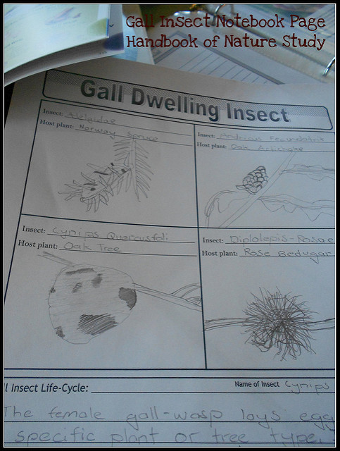Gall Insect Nature Study @handbookofnaturestudy