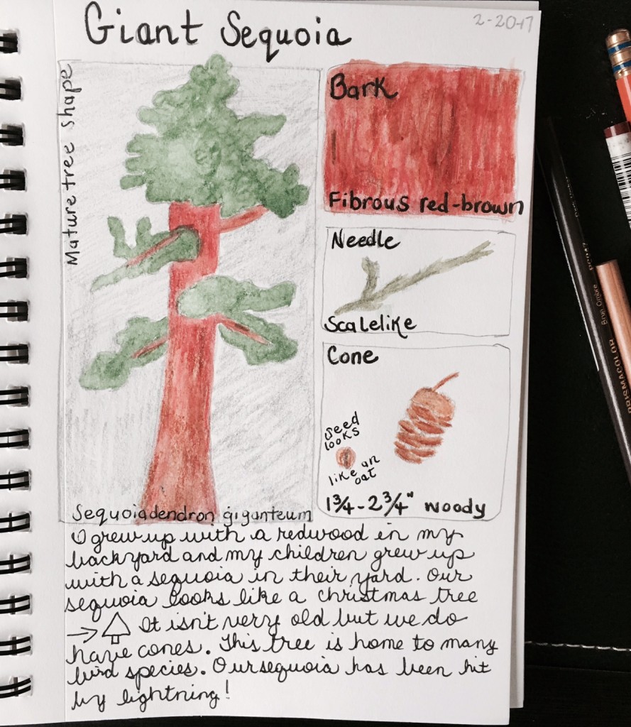 Sequoia nature journal page