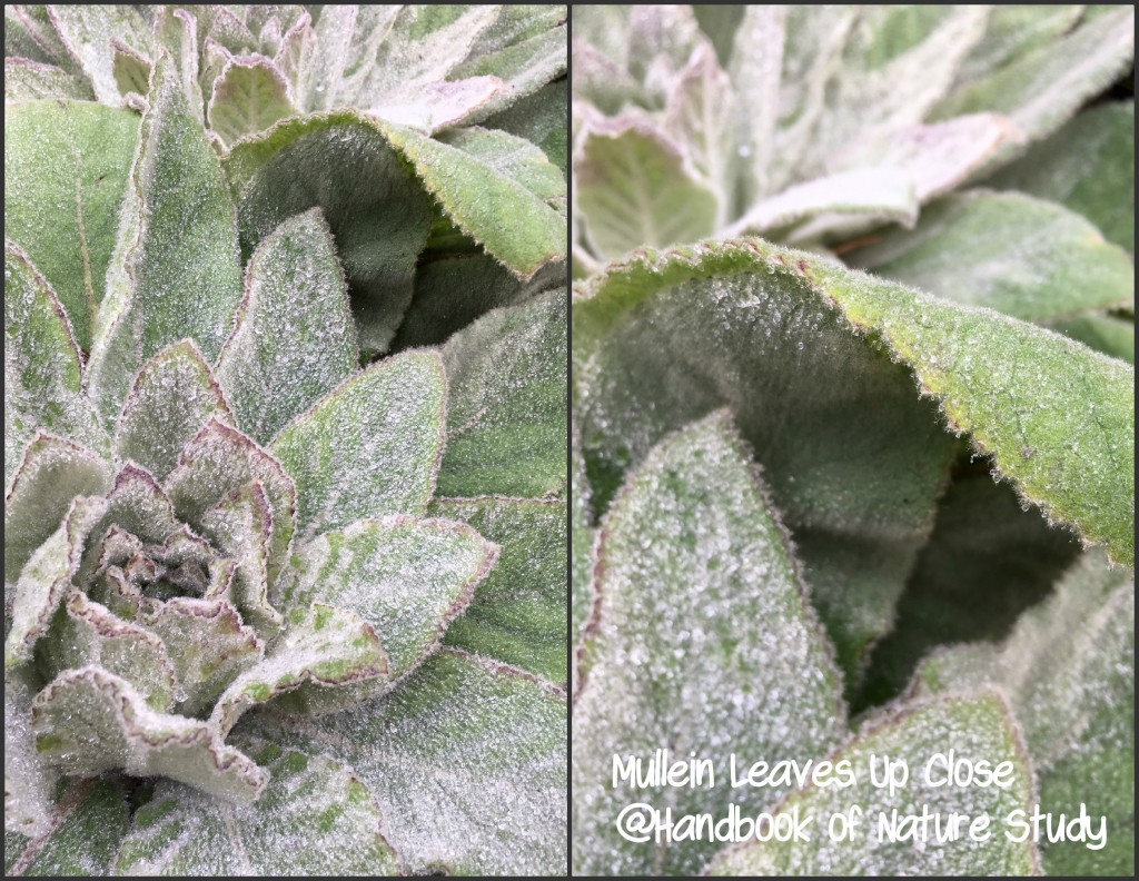 Mullein collage leaves @handbookofnaturestudy