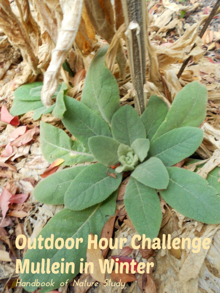 Winter Mullein Nature Study @handbookofnaturestudy