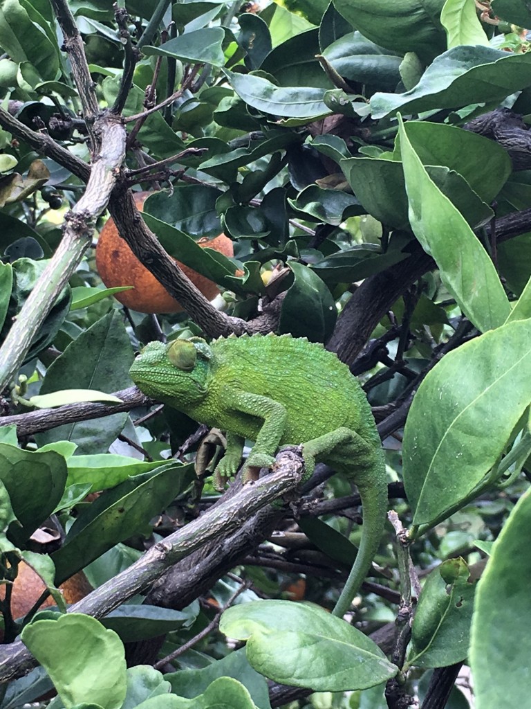 Chameleon Hawaii 2017 @handbookofnaturestudy (7)