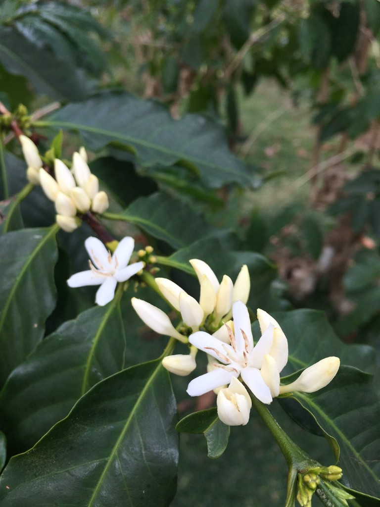 Coffee Tree Hawaii 2017 @handbookofnaturestudy (7)