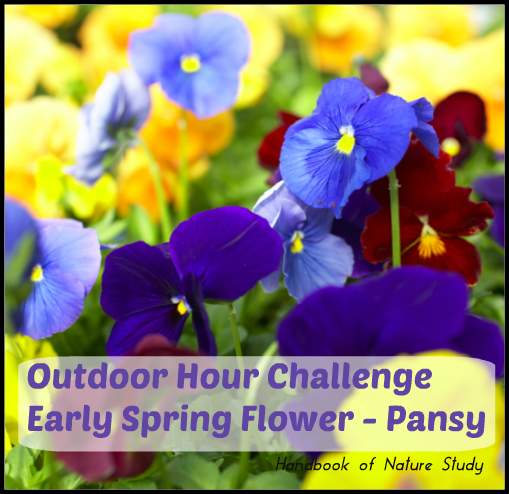 Outdoor Hour Challenge Early Spring Pansy @handbookofnaturestudy