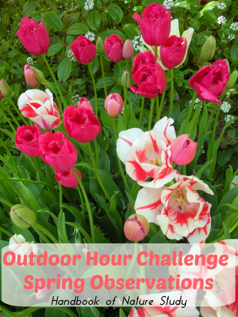 Outdoor Hour Challenge Spring Observations @handbookofnaturestudy