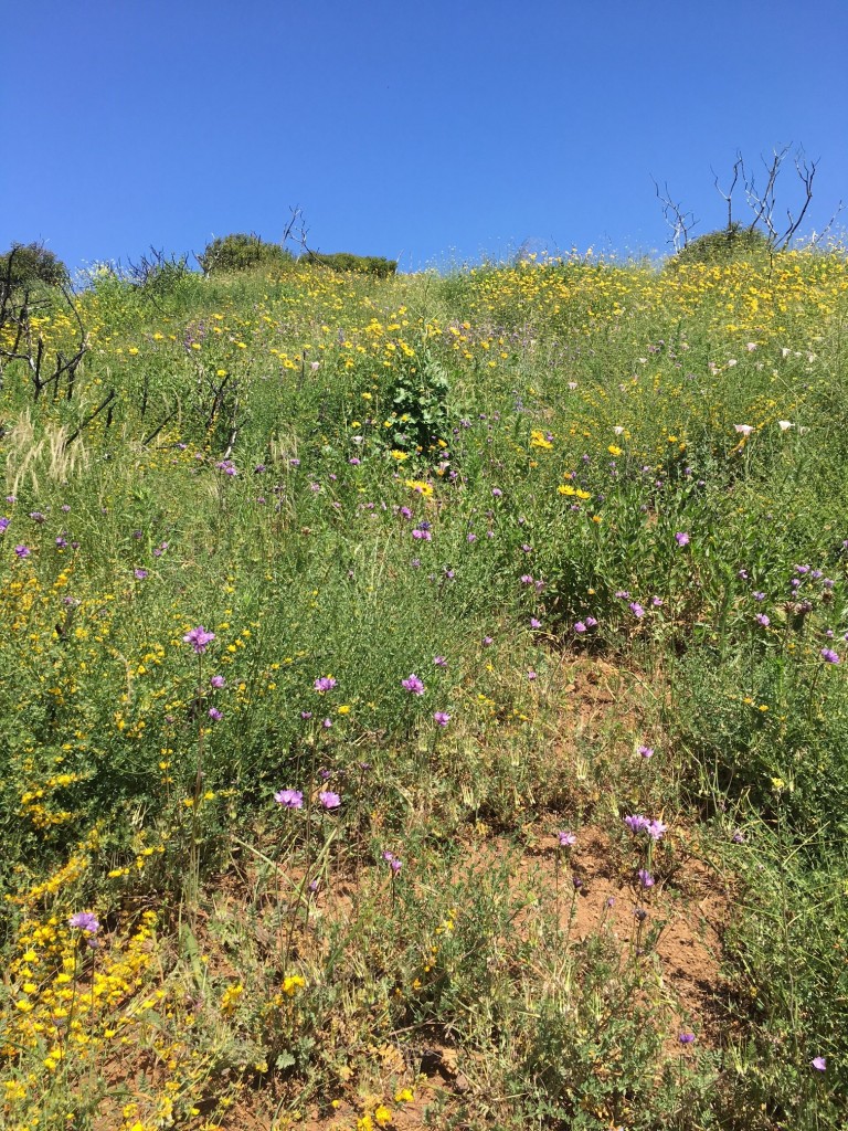 Point Mugu HIke Wildflowers 3