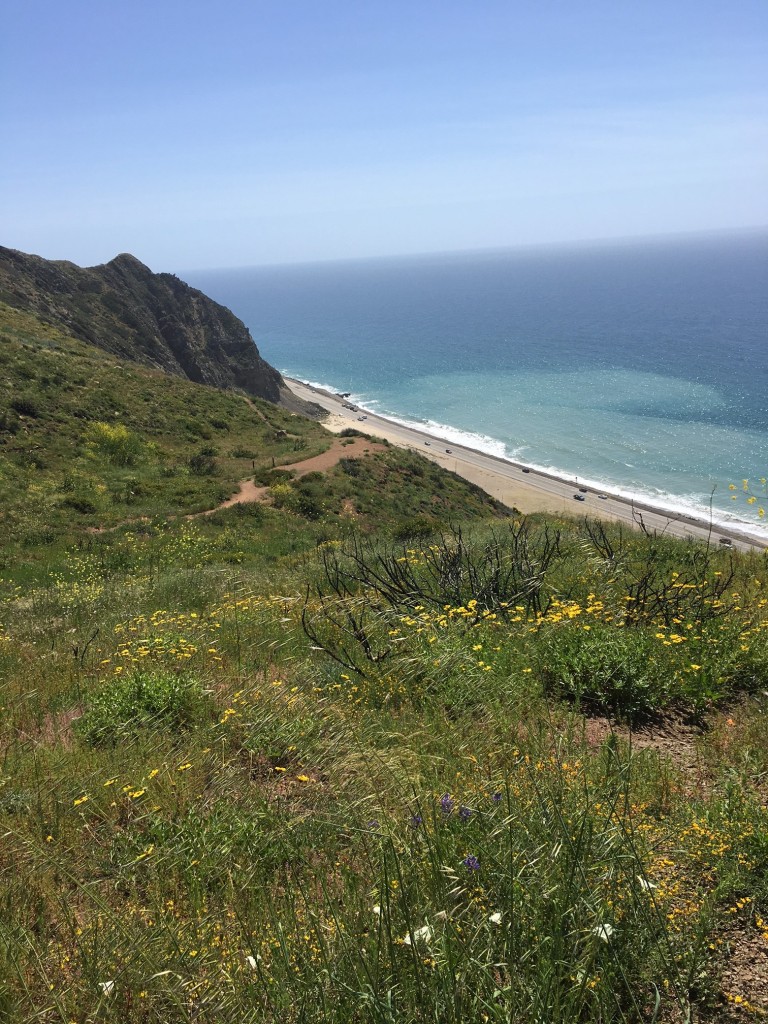 Point Mugu HIke Wildflowers 2