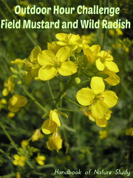Outdoor Hour Challenge Mustard and Radish @handbookofnaturestudy