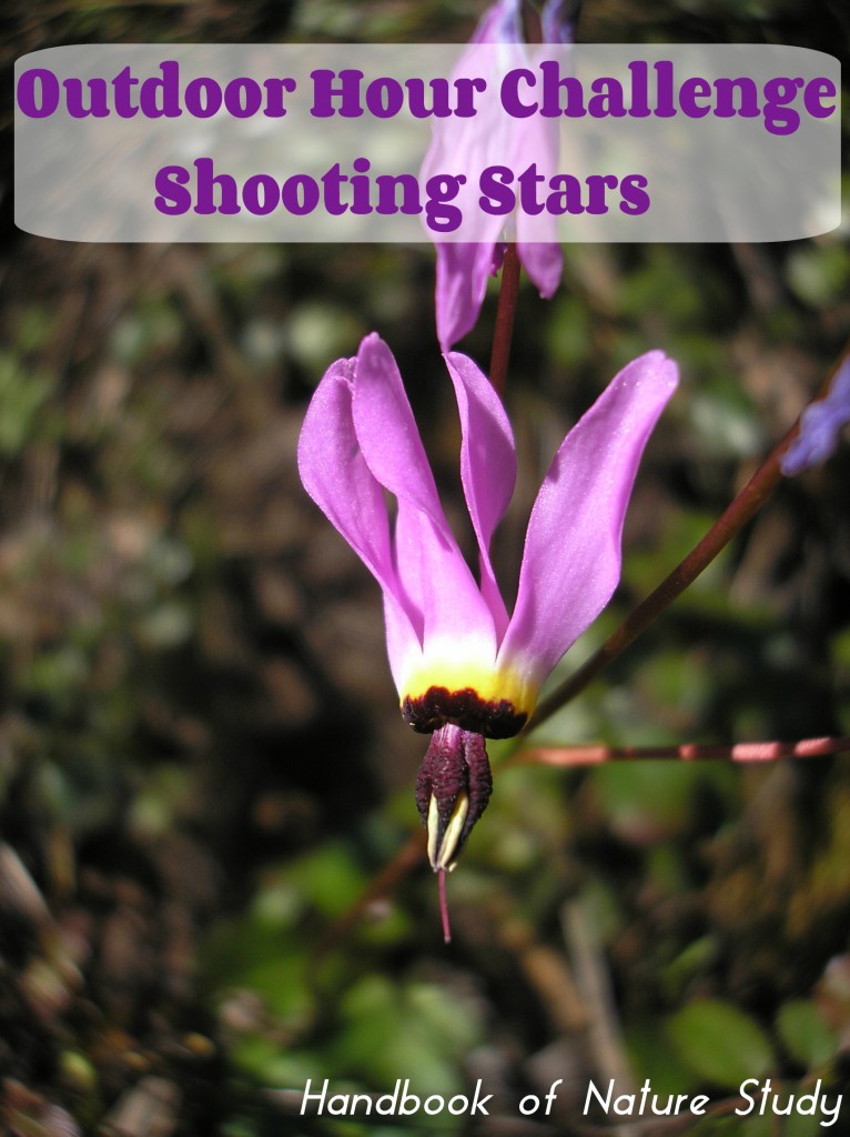 Outdoor Hour Challenge Shooting Stars @handbookofnaturestudy