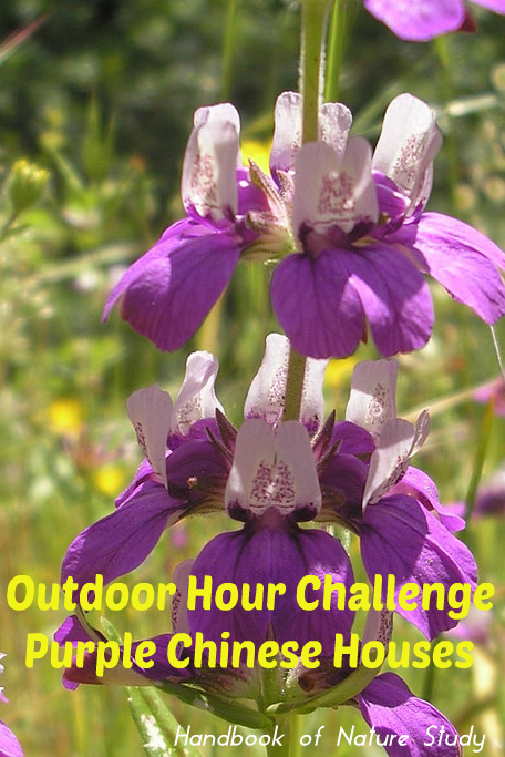 Outdoor Hour Challenge Purple Chinese Houses @handbookofnaturestudy