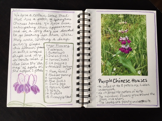 Purple chinese houses nature journal @handbookofnaturestudy