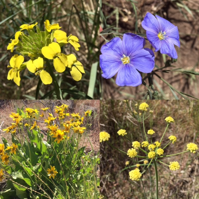 Smith Rock State Park hike and wildflowers @handbookofnaturestudy (1)