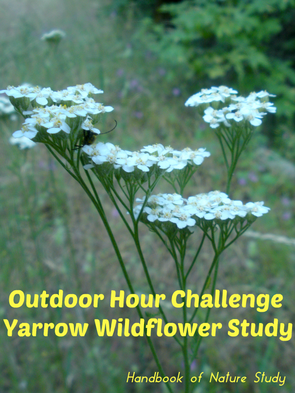 Yarrow Wildflower Study @handbookofnaturestudy