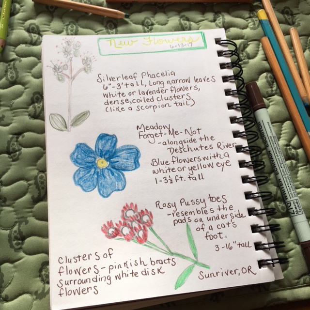 New Oregon wildflower nature journal page