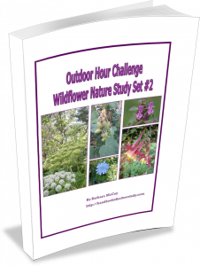 OHC Wildflower Set 2 @handbookofnaturestudy